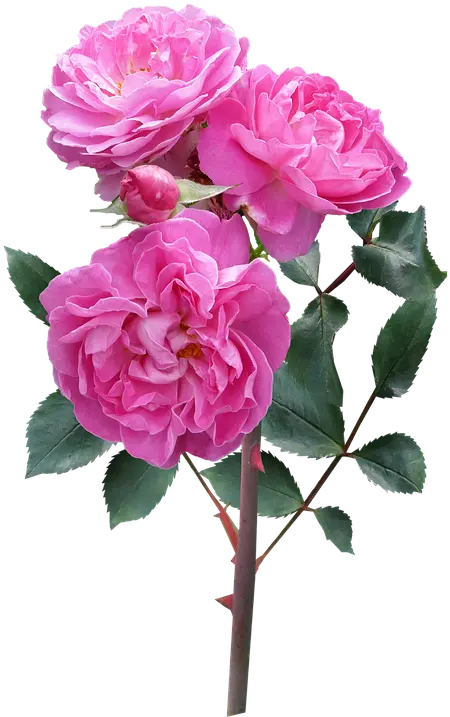 rose png picsart
